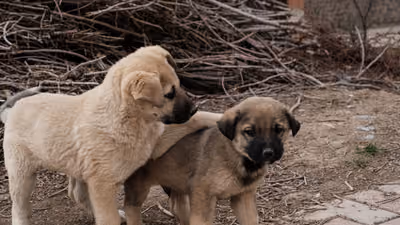 Cachorros juntos en una manta