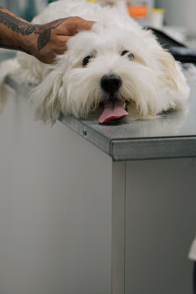 Perro esponjoso en la mesa del veterinario