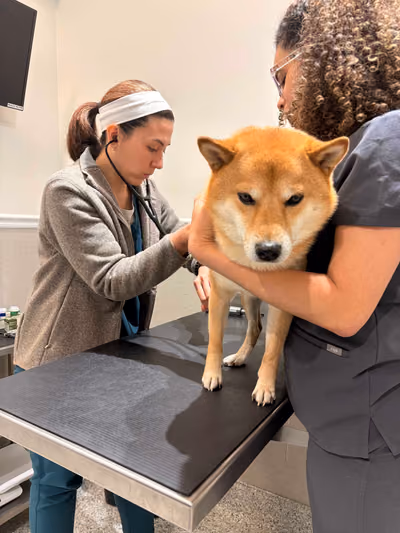 Veterinaria revisando a un perro shiba inu en la mesa de exploración